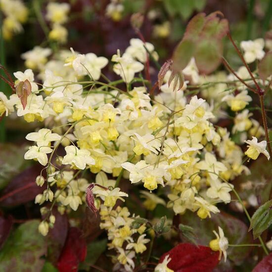 Epimedium x versicolor Sulphureum- epimēdija